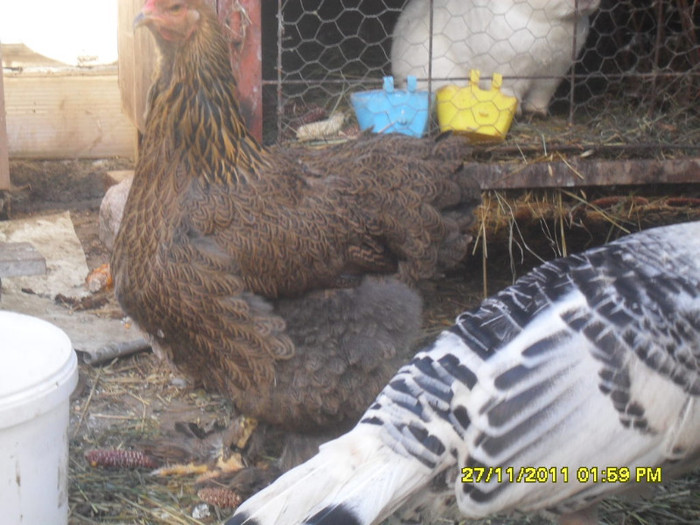 SDC13346 - tineret 2011