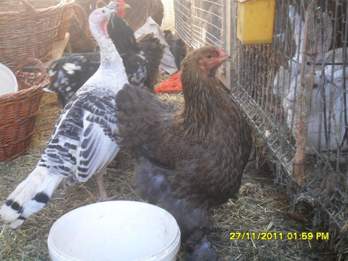 SDC13347 - tineret 2011