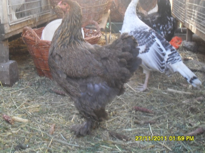 SDC13348 - tineret 2011