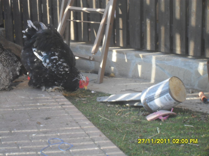 SDC13349 - tineret 2011