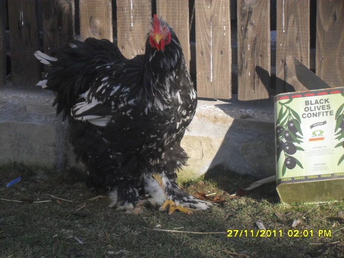 SDC13355 - tineret 2011