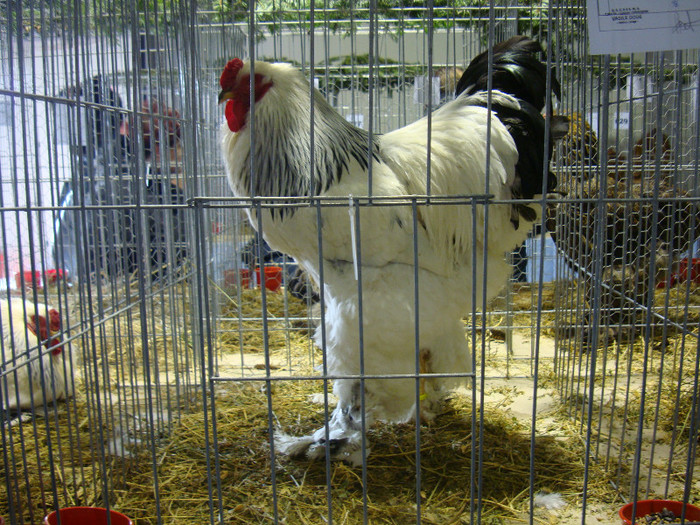 DSC06916