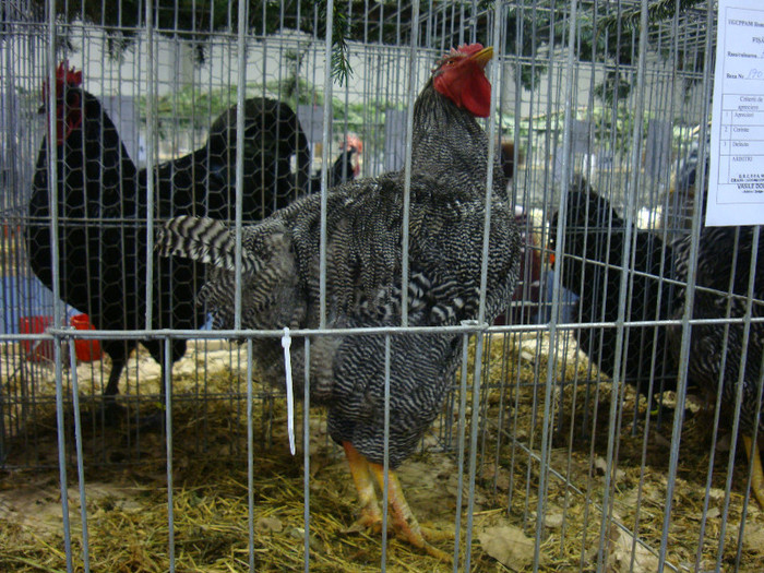 DSC06920