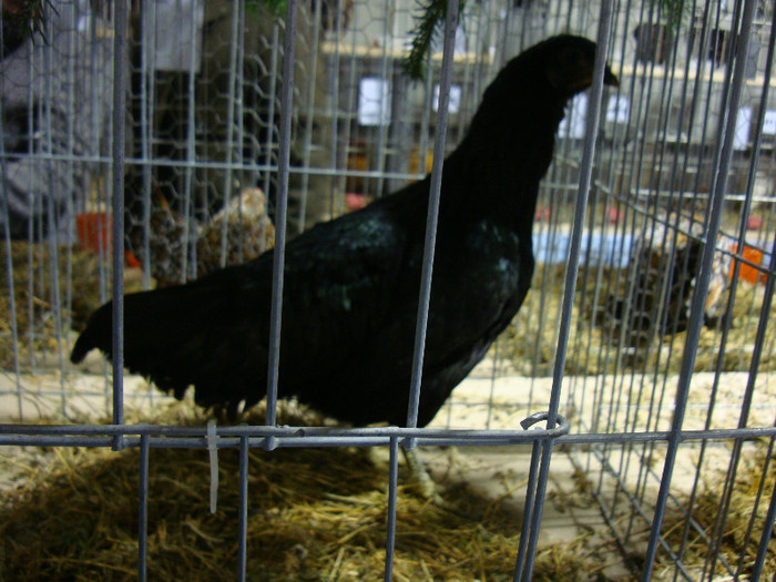 DSC06932