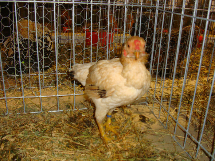 DSC06935