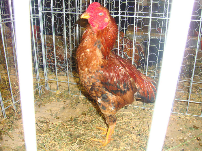 DSC06936