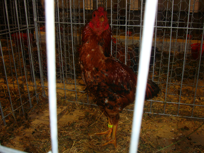 DSC06937