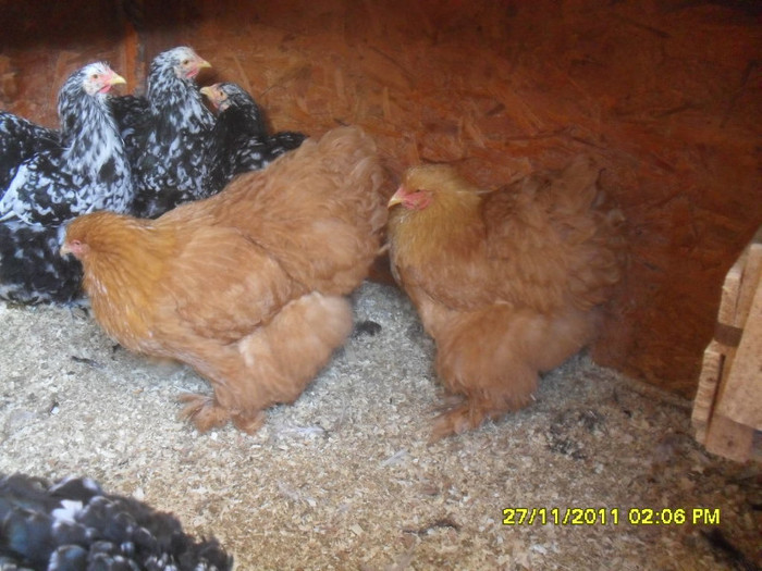 SDC13384 - tineret 2011