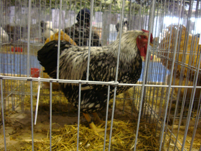 DSC06951