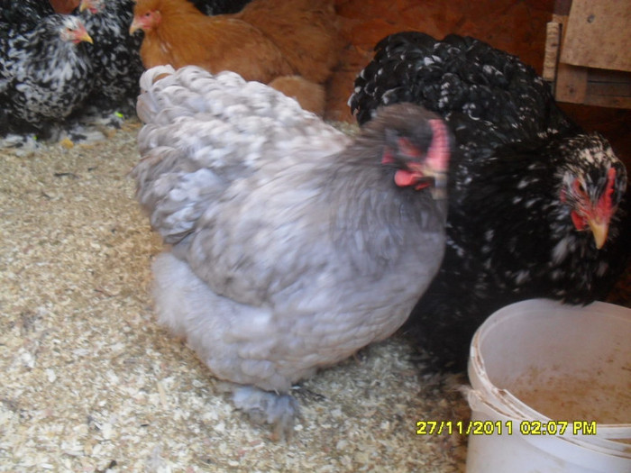 SDC13386 - tineret 2011