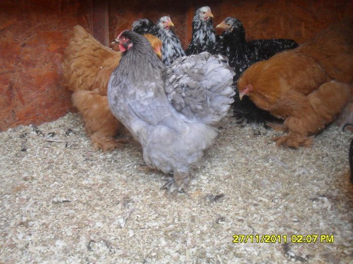 SDC13387 - tineret 2011