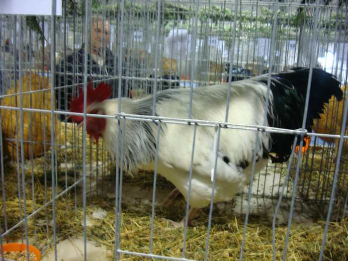 DSC06968