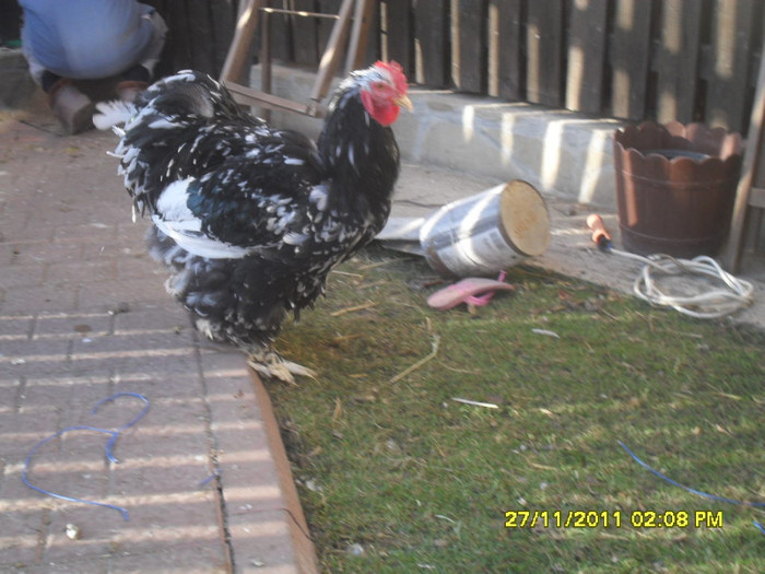 SDC13390 - tineret 2011