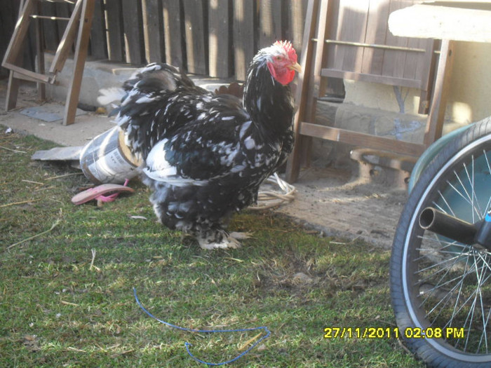 SDC13391 - tineret 2011