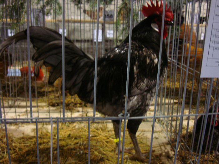 DSC06973
