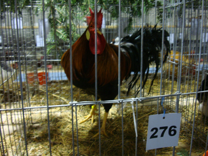 DSC06974