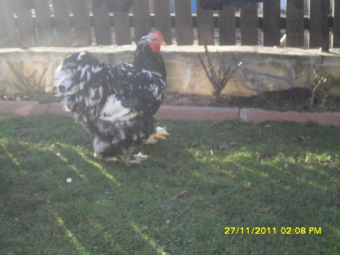 SDC13392 - tineret 2011