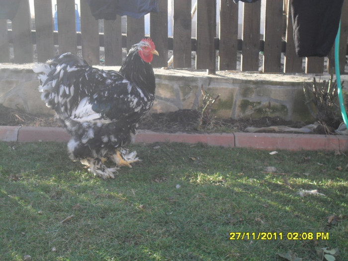 SDC13393 - tineret 2011