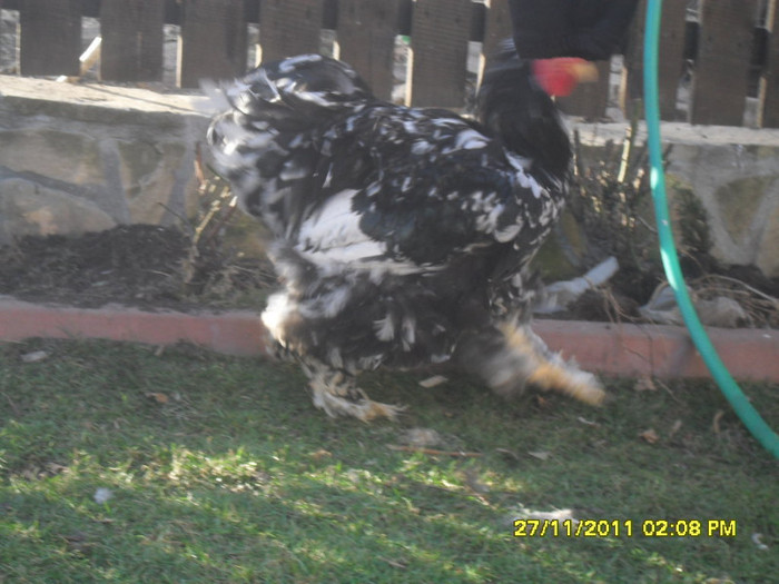 SDC13394 - tineret 2011