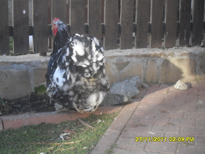 SDC13395 - tineret 2011