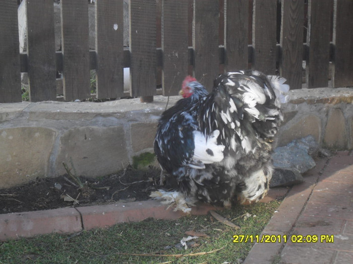 SDC13396 - tineret 2011