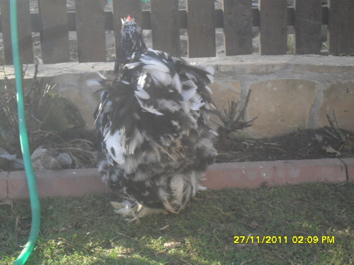 SDC13398 - tineret 2011