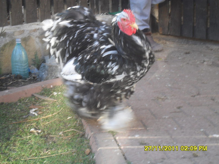 SDC13399 - tineret 2011