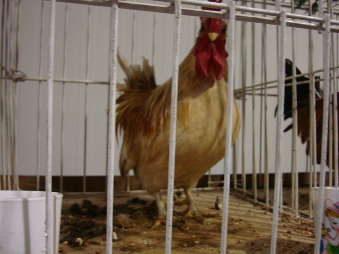 DSC06995