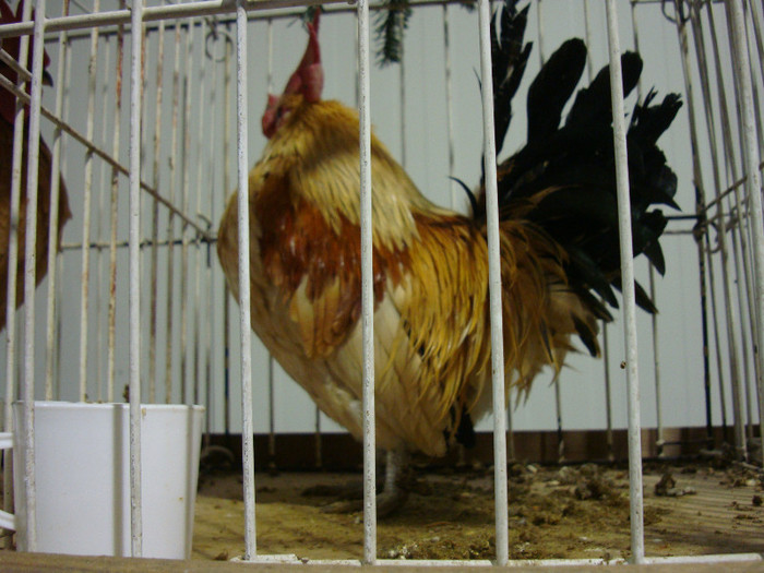 DSC06996