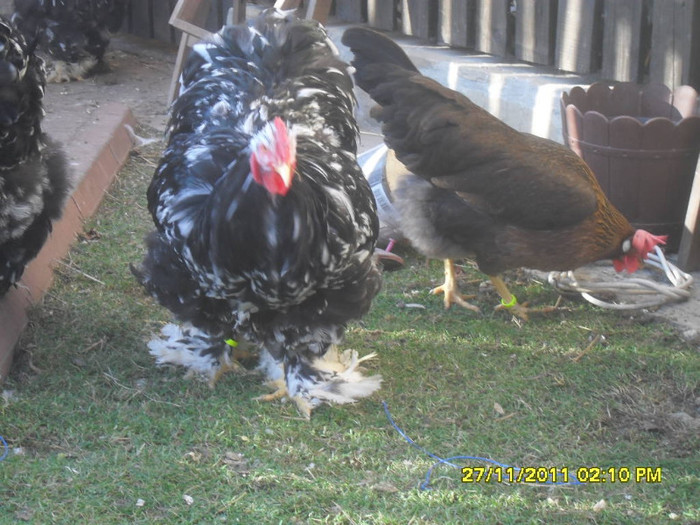 SDC13401 - tineret 2011