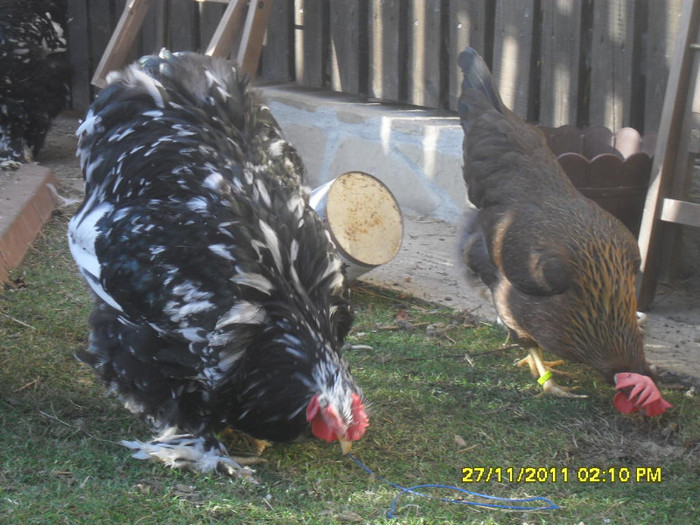 SDC13402 - tineret 2011