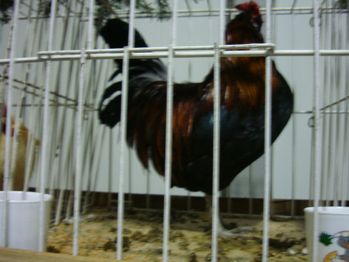 DSC07001