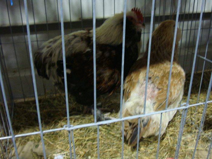 DSC07002