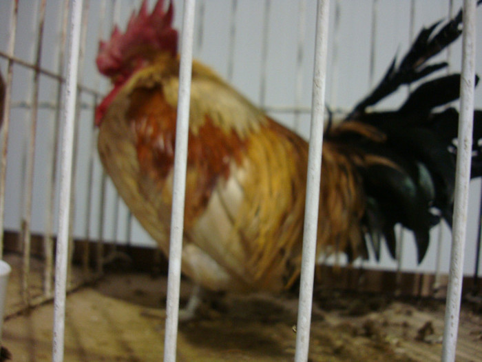 DSC07003