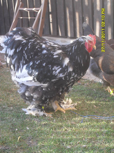 SDC13403 - tineret 2011