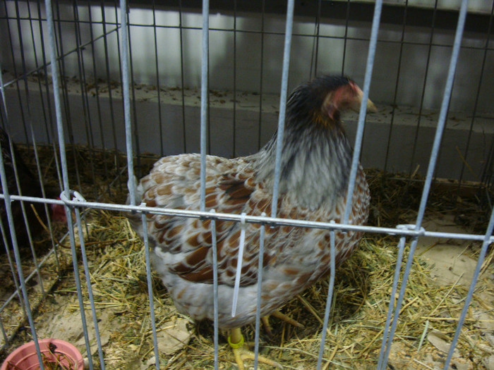 DSC07006
