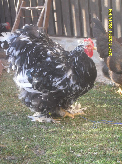 SDC13404 - tineret 2011