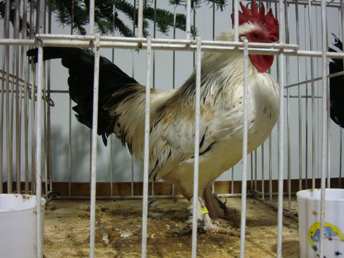 DSC07011