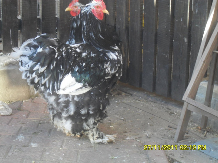 SDC13406 - tineret 2011