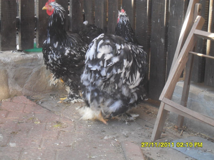 SDC13408 - tineret 2011