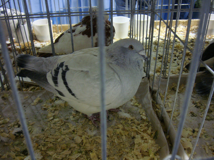 DSC06666