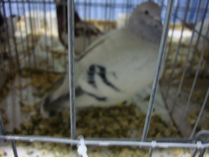 DSC06667