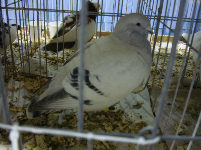 DSC06668