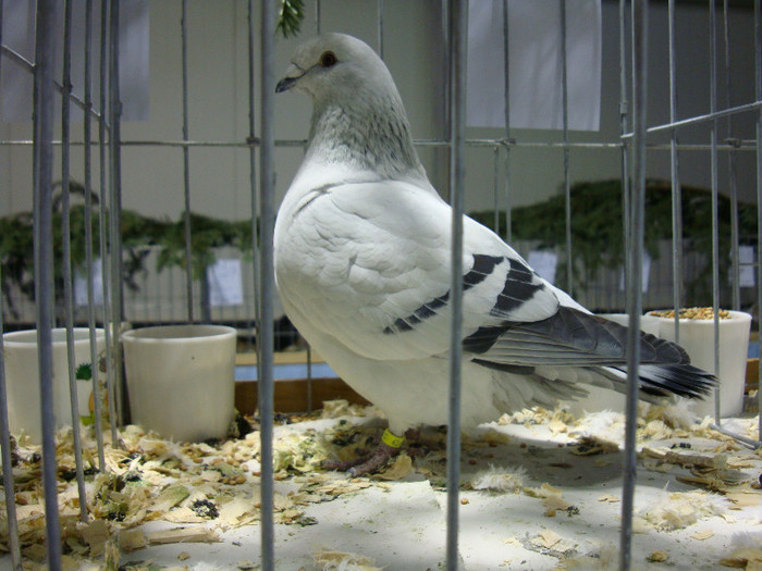 DSC06678