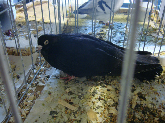 DSC06681