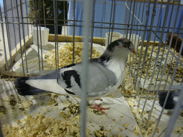 DSC06695