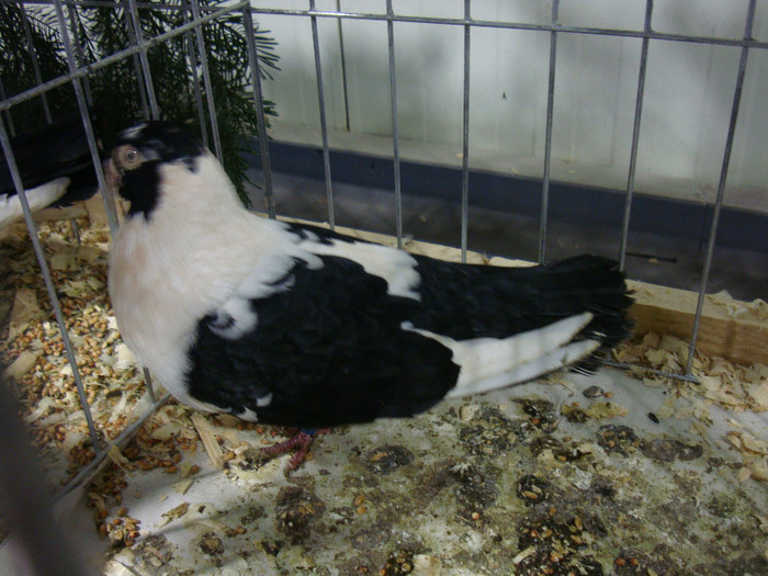 DSC06724