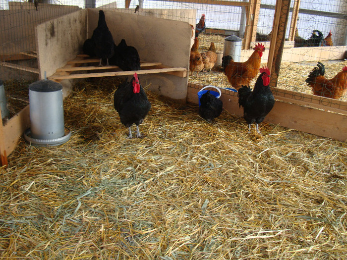 DSC06731 - u EXPOZITIA NATIONALA DE PORUMBEI PASARI SI ANIMALE MICI GALATI NOV 2011