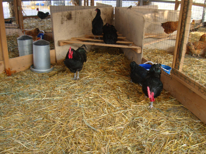 DSC06732 - u EXPOZITIA NATIONALA DE PORUMBEI PASARI SI ANIMALE MICI GALATI NOV 2011