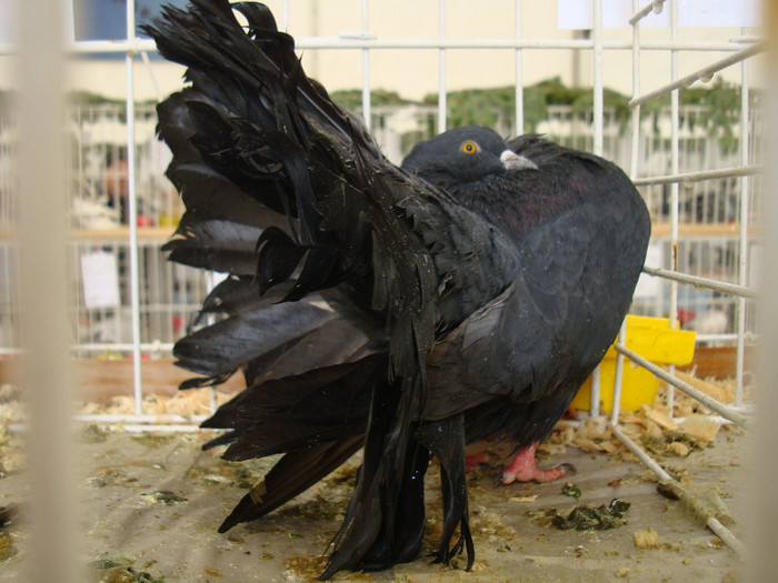 DSC06790 - u EXPOZITIA NATIONALA DE PORUMBEI PASARI SI ANIMALE MICI GALATI NOV 2011